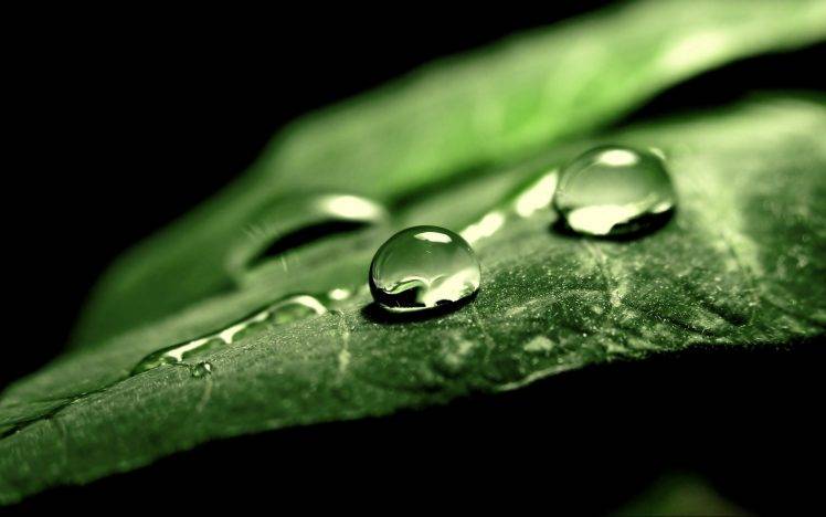 photography, Nature, Macro, Leaves, Water Drops, Black Background HD Wallpaper Desktop Background