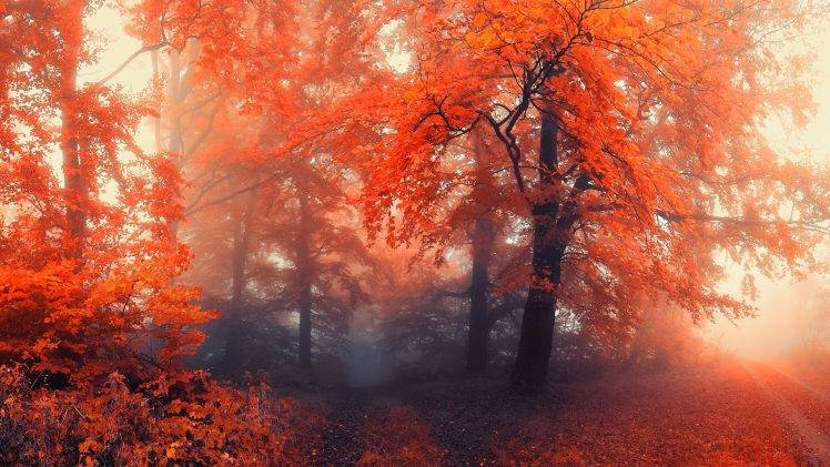 forest, Trees, Nature, Path HD Wallpaper Desktop Background