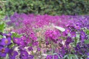 flowers, Nature, Purple Flowers