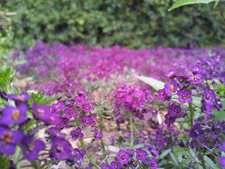 flowers, Nature, Purple Flowers HD Wallpaper Desktop Background