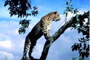 leopard, Animals, Nature