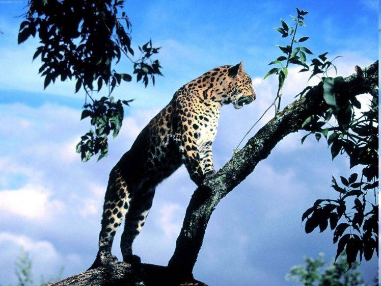 leopard, Animals, Nature HD Wallpaper Desktop Background