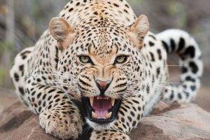 jaguars, Animals