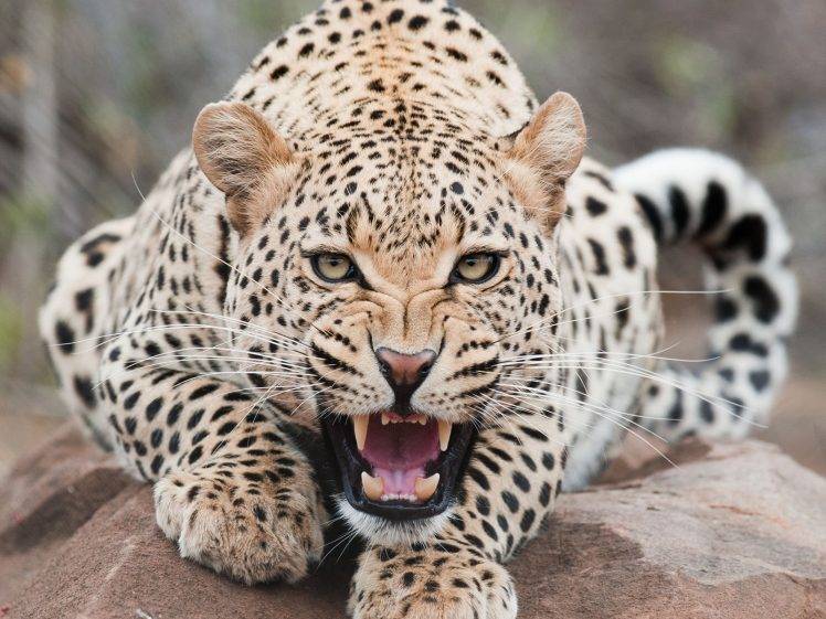jaguars, Animals HD Wallpaper Desktop Background