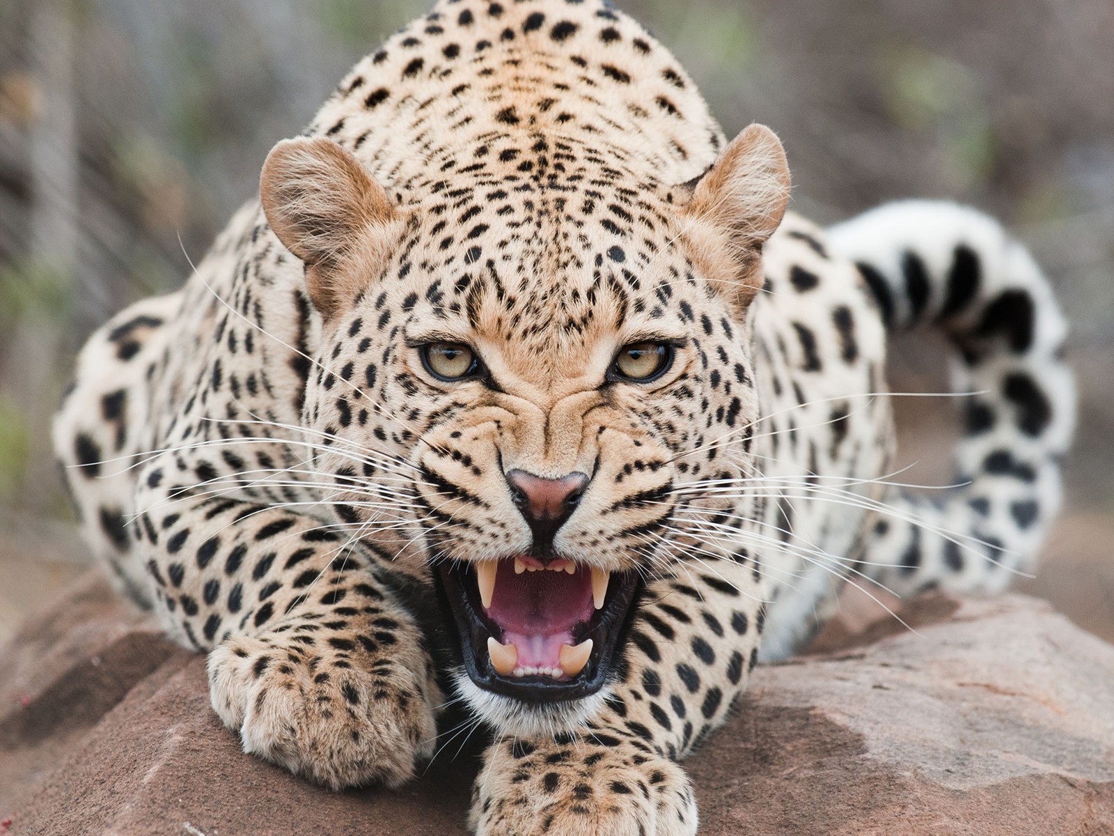 jaguars, Animals Wallpaper