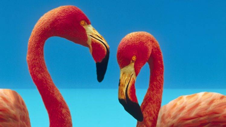 animals, Flamingos, Birds HD Wallpaper Desktop Background