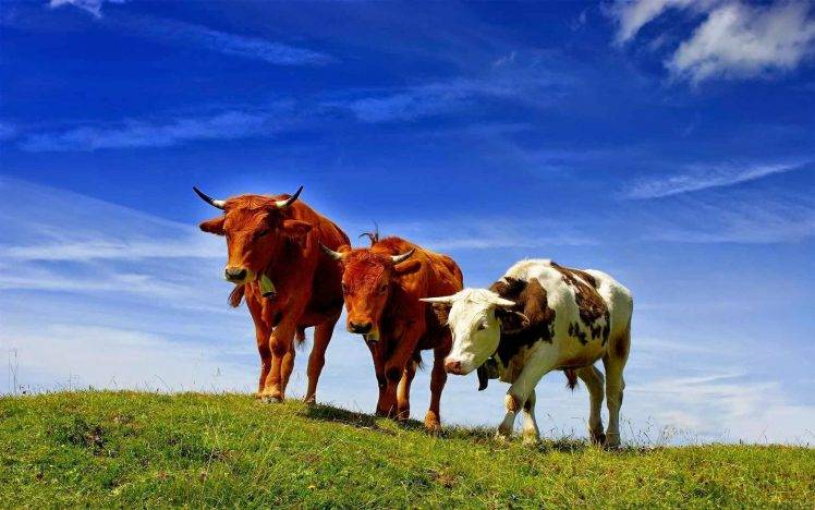animals, Nature, Cows HD Wallpaper Desktop Background
