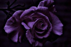 photography, Flowers, Rose, Purple Flowers