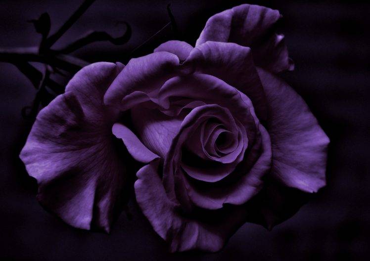 photography, Flowers, Rose, Purple Flowers HD Wallpaper Desktop Background