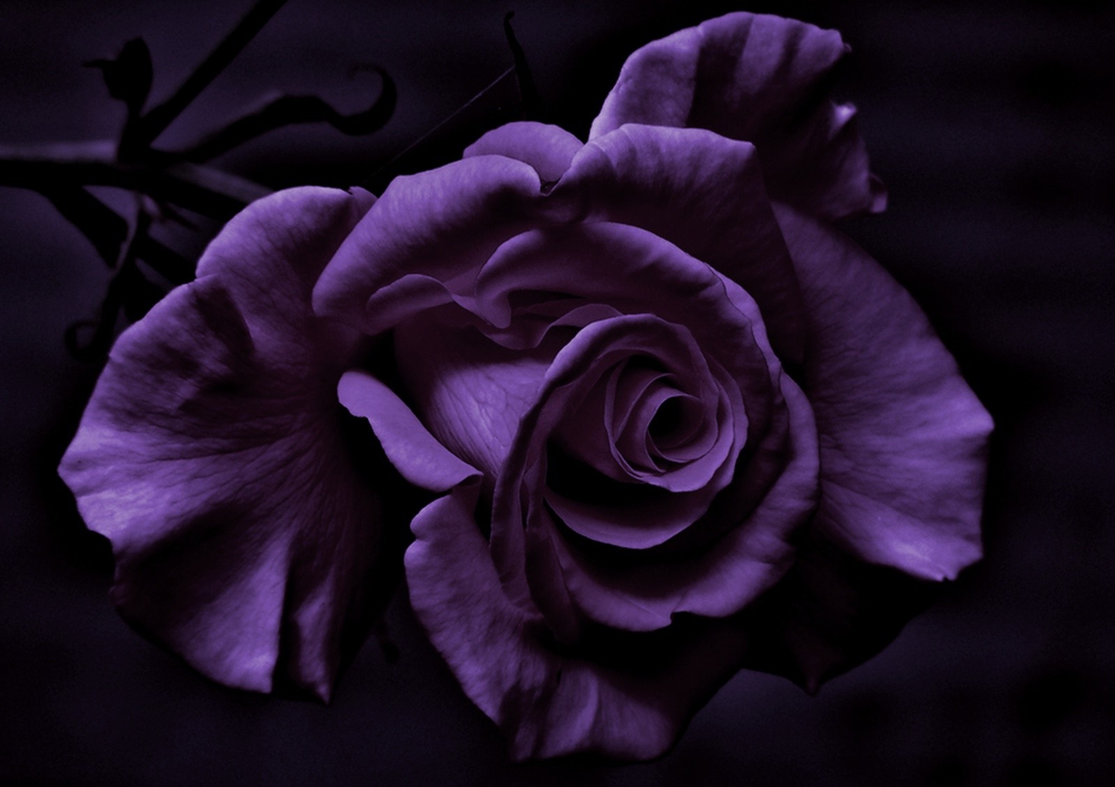 photography, Flowers, Rose, Purple Flowers Wallpaper