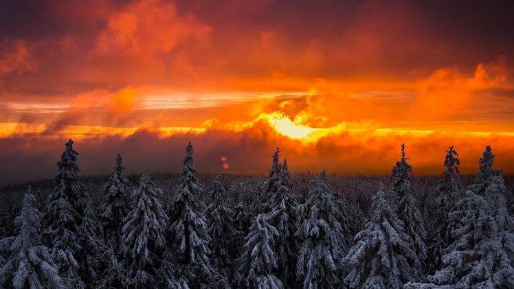 landscape, Forest, Snow HD Wallpaper Desktop Background