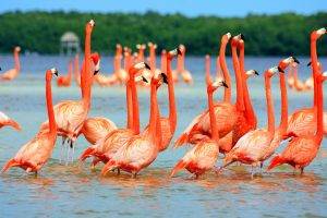 animals, Flamingos, Lake, Nature, Birds
