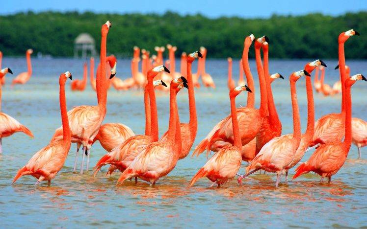 animals, Flamingos, Lake, Nature, Birds HD Wallpaper Desktop Background