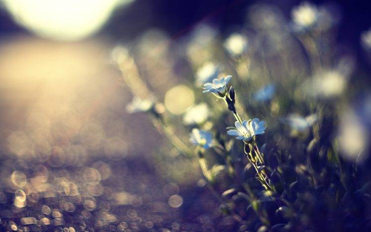 flowers, Macro, Bokeh, Depth Of Field, Sunlight, Blue Flowers HD Wallpaper Desktop Background