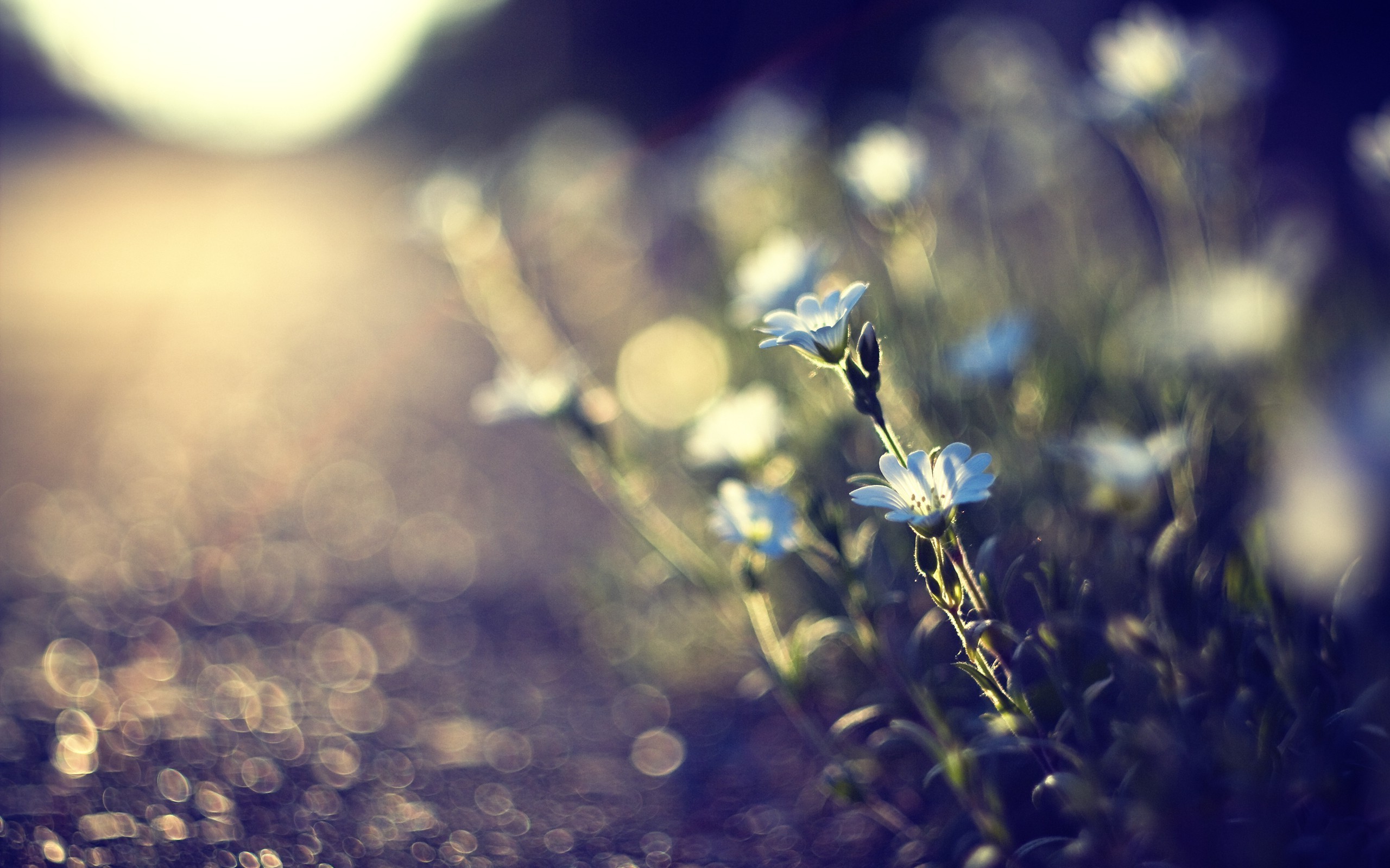 flowers, Macro, Bokeh, Depth Of Field, Sunlight, Blue Flowers Wallpaper