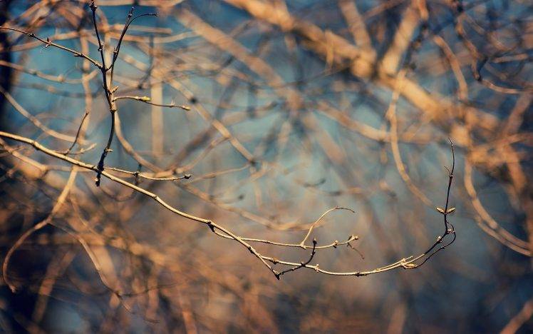 branch, Nature, Depth Of Field, Twigs HD Wallpaper Desktop Background