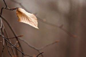 nature, Leaves, Branch, Depth Of Field