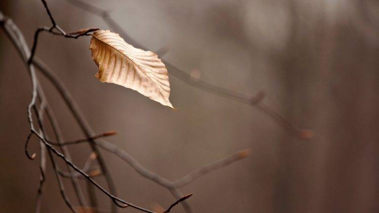 nature, Leaves, Branch, Depth Of Field HD Wallpaper Desktop Background