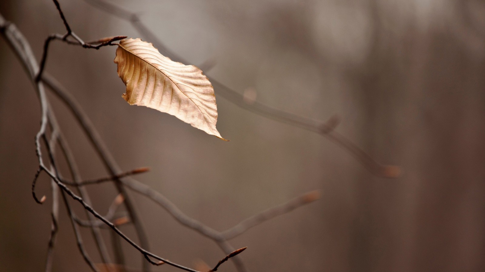 nature, Leaves, Branch, Depth Of Field Wallpaper