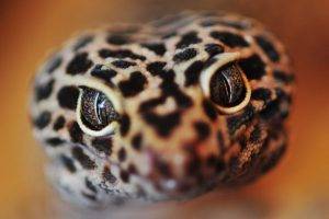 photography, Animals, Macro, Reptile, Lizards, Leopard Geckos