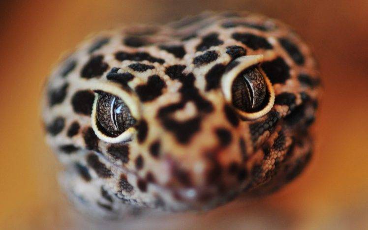 photography, Animals, Macro, Reptile, Lizards, Leopard Geckos HD Wallpaper Desktop Background