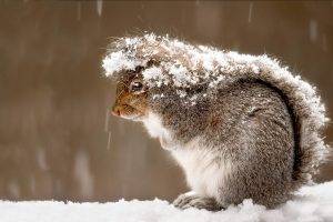 photography, Squirrel, Animals, Snow
