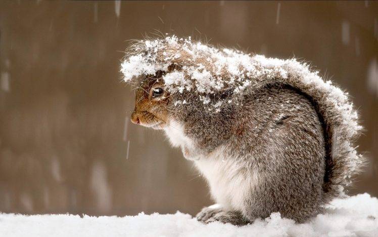 photography, Squirrel, Animals, Snow HD Wallpaper Desktop Background