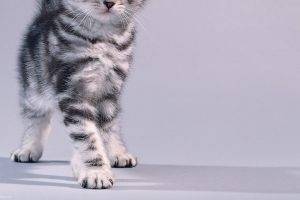 animals, Cat, Kittens, Simple Background