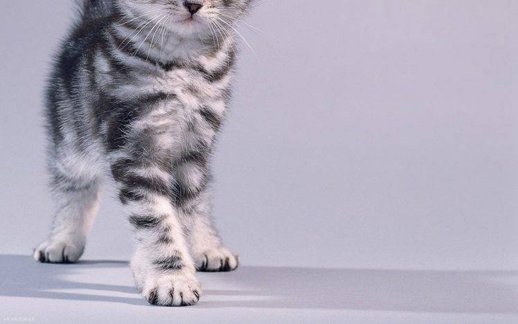 animals, Cat, Kittens, Simple Background HD Wallpaper Desktop Background