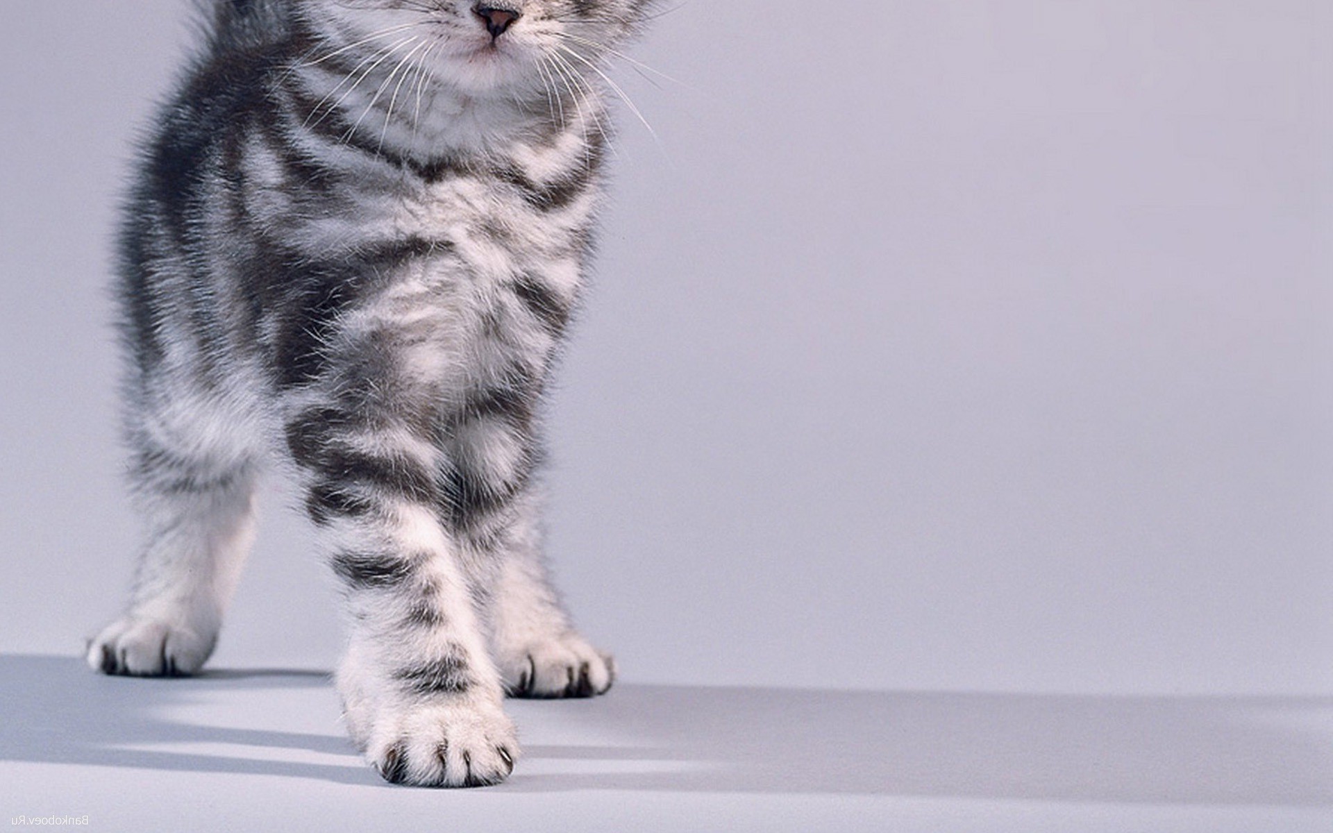 animals, Cat, Kittens, Simple Background Wallpaper