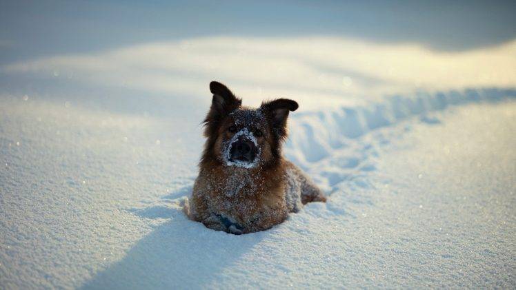 nature, Depth Of Field, Dog, Snow, Animals HD Wallpaper Desktop Background