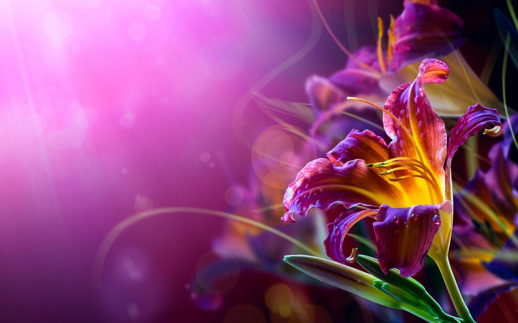 flowers, Lilies, Bokeh, Purple Background Wallpapers HD / Desktop and  Mobile Backgrounds