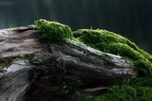 photography, Moss, Nature