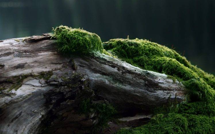 photography, Moss, Nature HD Wallpaper Desktop Background