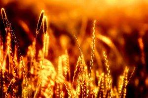 photography, Nature, Spikelets, Sunlight