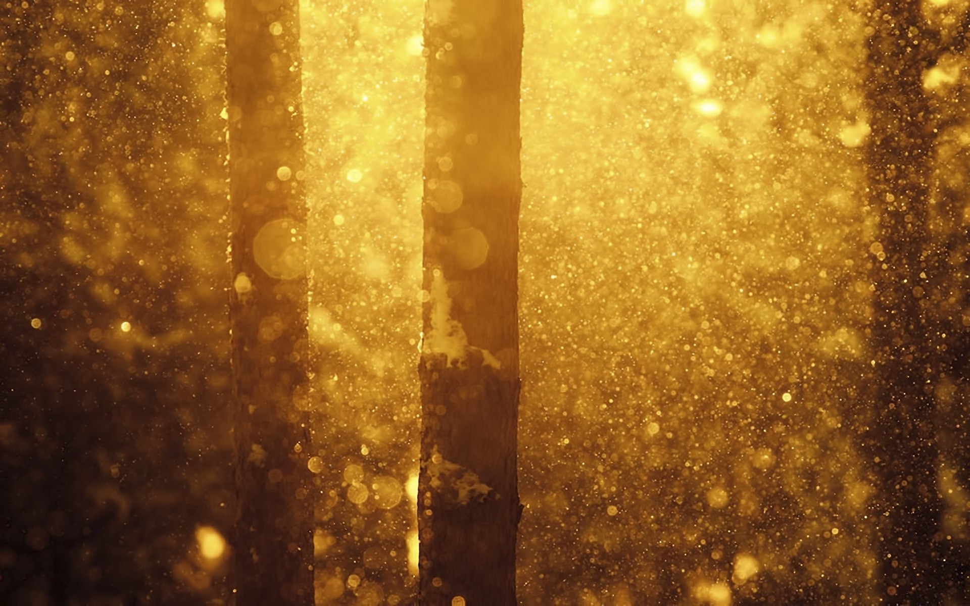nature, Sunlight, Forest, Trees, Bokeh Wallpaper
