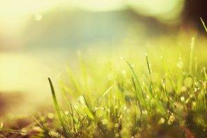 nature, Grass, Macro, Bokeh, Sunlight