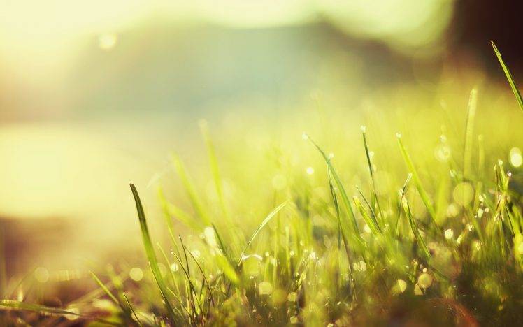 nature, Grass, Macro, Bokeh, Sunlight HD Wallpaper Desktop Background