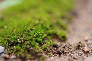 moss, Macro, Nature, Depth Of Field
