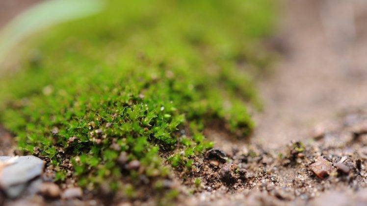 moss, Macro, Nature, Depth Of Field HD Wallpaper Desktop Background