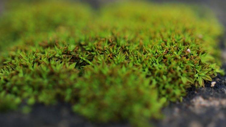 moss, Macro, Nature HD Wallpaper Desktop Background