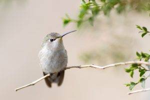 hummingbirds, Animals, Birds, Twigs