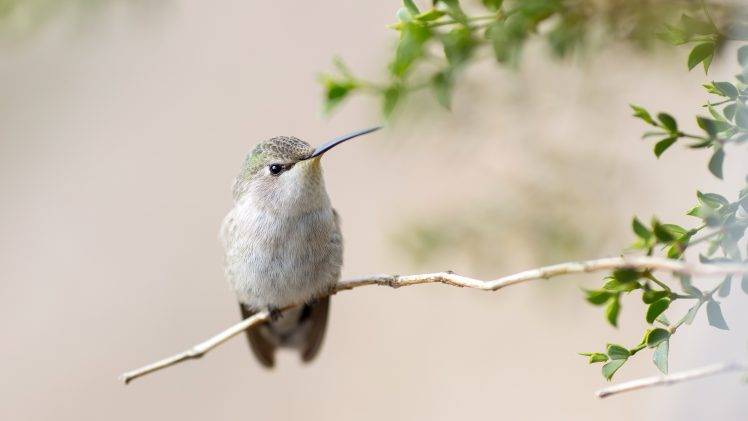 hummingbirds, Animals, Birds, Twigs HD Wallpaper Desktop Background