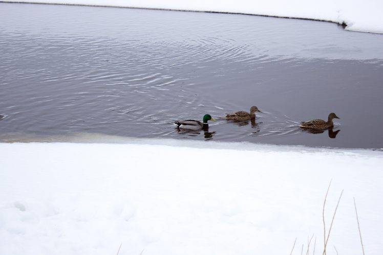 animals, Duck, River, Winter, Russia HD Wallpaper Desktop Background