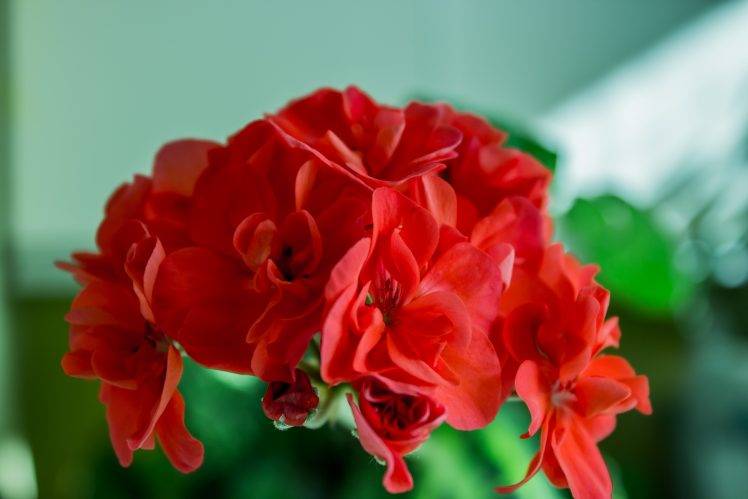 flowers, Nature, Red Flowers HD Wallpaper Desktop Background