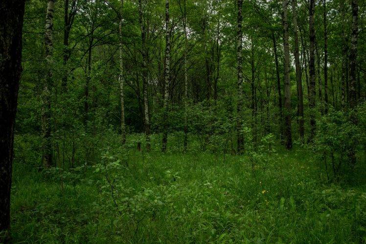 forest, Nature, Russia HD Wallpaper Desktop Background