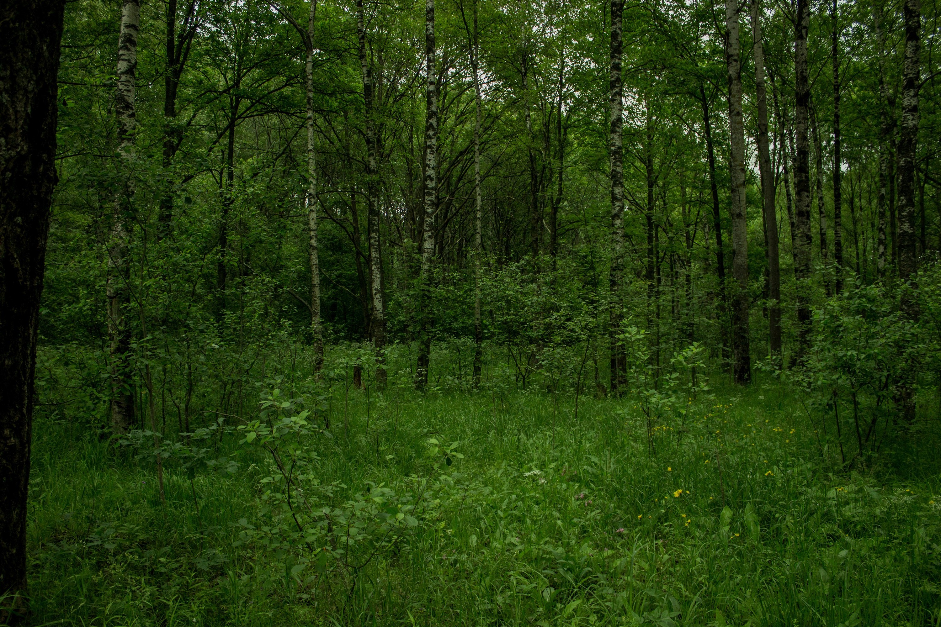Лиственный лес Татарстана