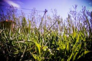 nature, Grass