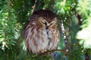 nature, Sleeping, Bokeh, Birds, Pine Trees