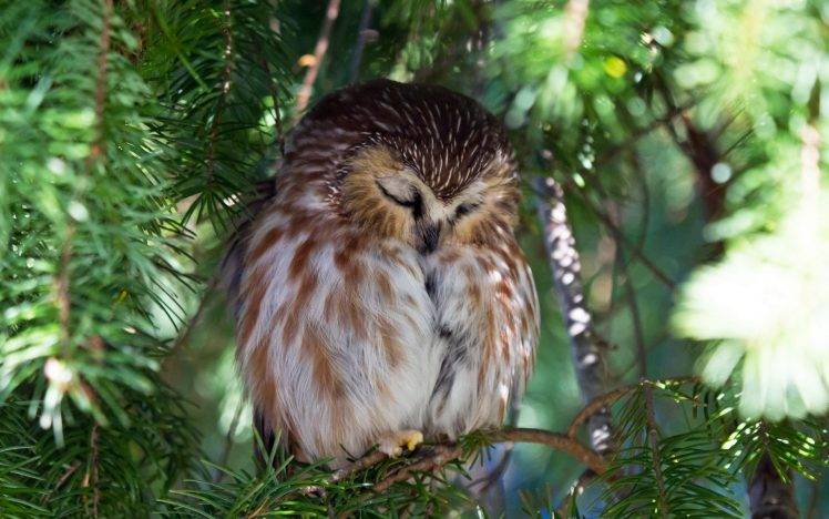nature, Sleeping, Bokeh, Birds, Pine Trees HD Wallpaper Desktop Background